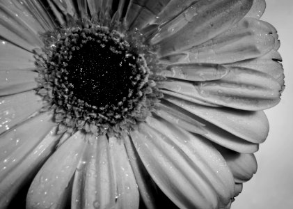 Flower, Black And White, Monochrome Photography, Flora