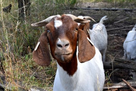 Goats, Goat, Cow Goat Family, Goat Antelope photo