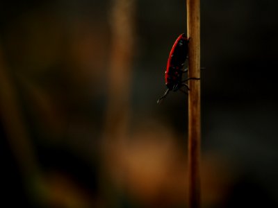 Insect, Macro Photography, Invertebrate, Pollinator photo