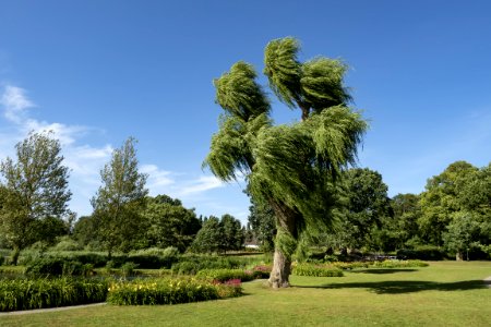 Tree, Vegetation, Sky, Botanical Garden photo