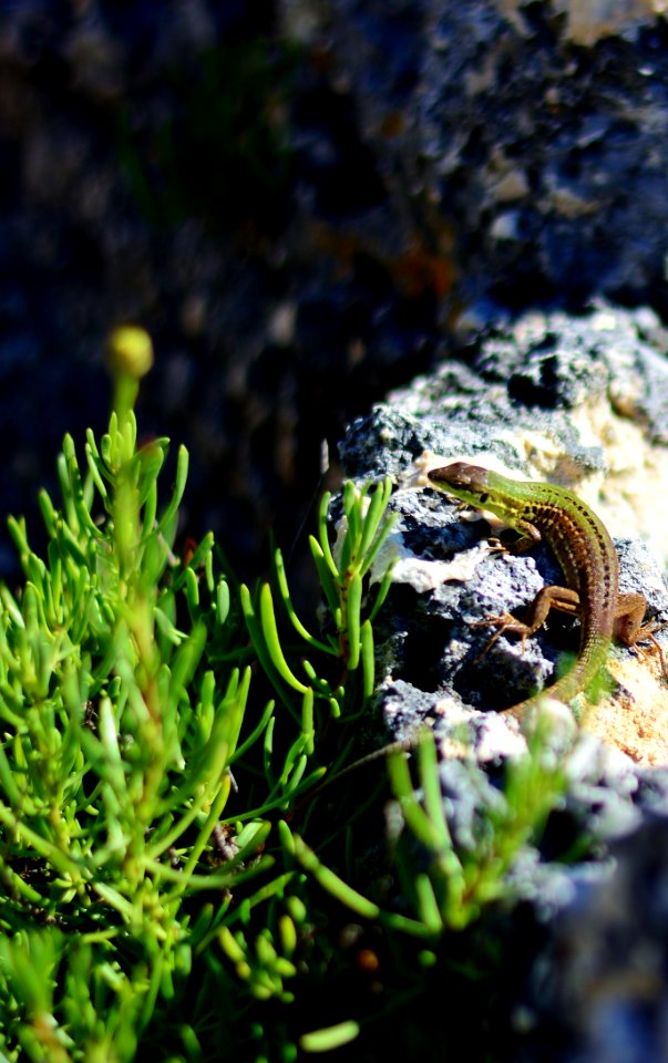 Reptile, Scaled Reptile, Fauna, Terrestrial Animal