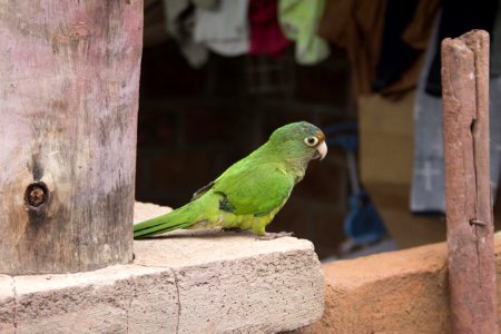 Bird, Fauna, Parrot, Parakeet photo