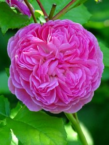 Rose, Flower, Rose Family, Pink