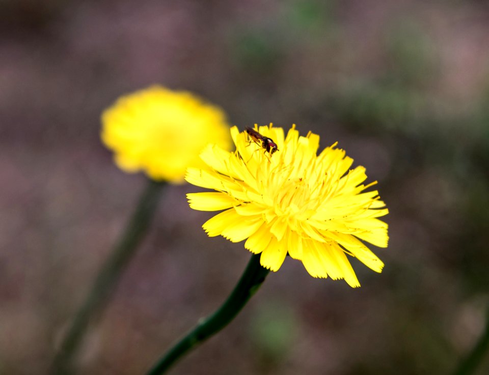 Flower, Yellow, Flora, Flatweed