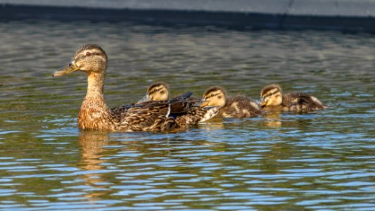 Duck, Bird, Mallard, Water Bird photo