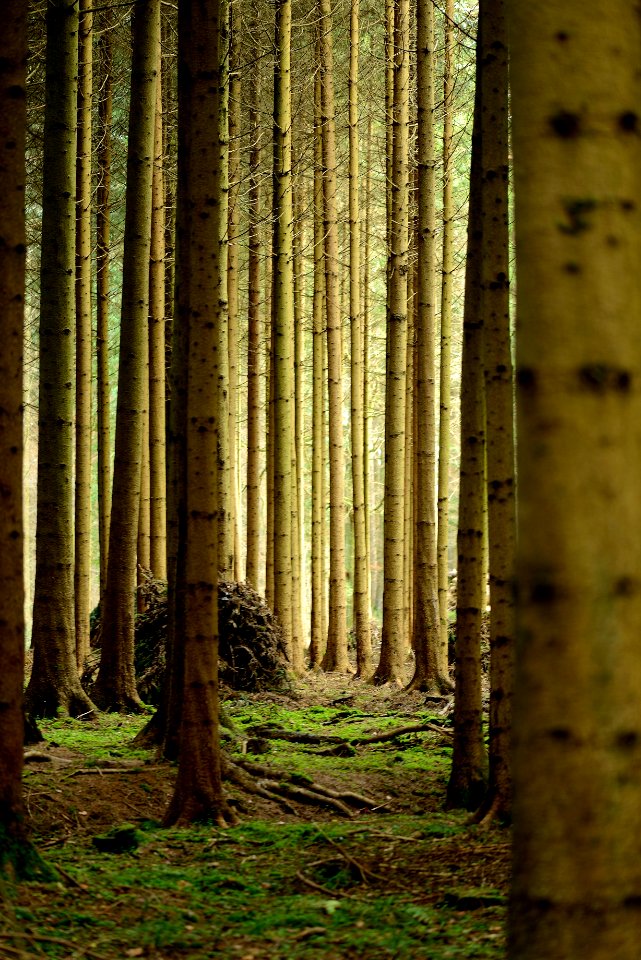 Nature, Ecosystem, Forest, Grove