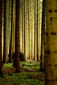 Nature, Ecosystem, Forest, Grove