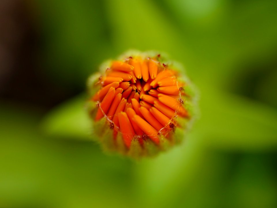 Flower, Wildflower, Close Up, Macro Photography