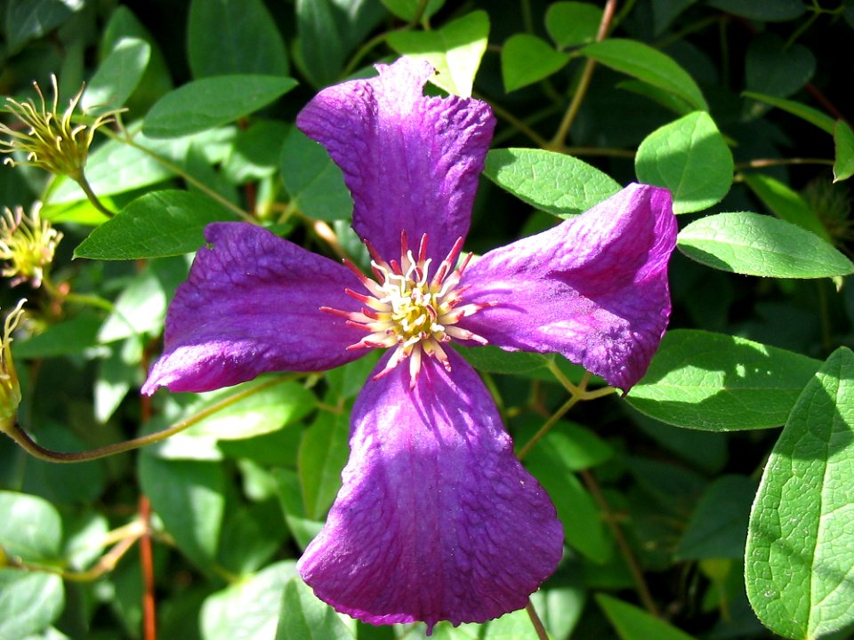 Flower, Plant, Clematis, Flora photo