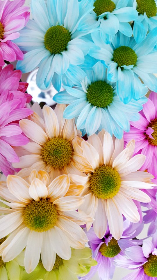 Flower, Daisy, Petal, Aster