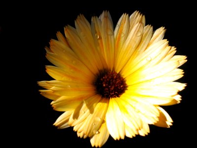 Flower, Yellow, Flora, Close Up