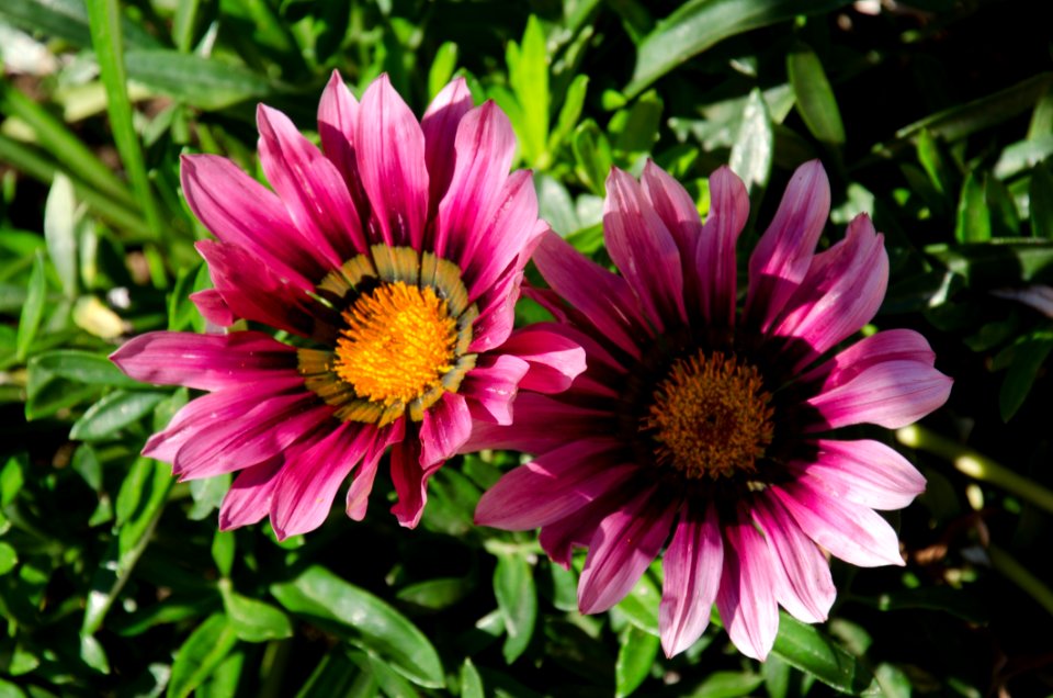 Flower, Purple, Plant, Flora