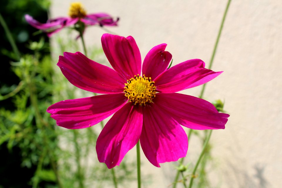 Flower, Garden Cosmos, Flora, Plant
