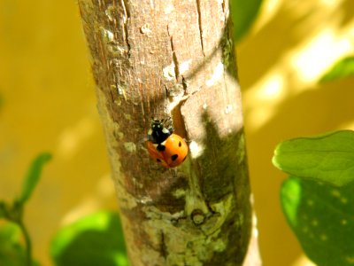 Insect, Beetle, Fauna, Invertebrate