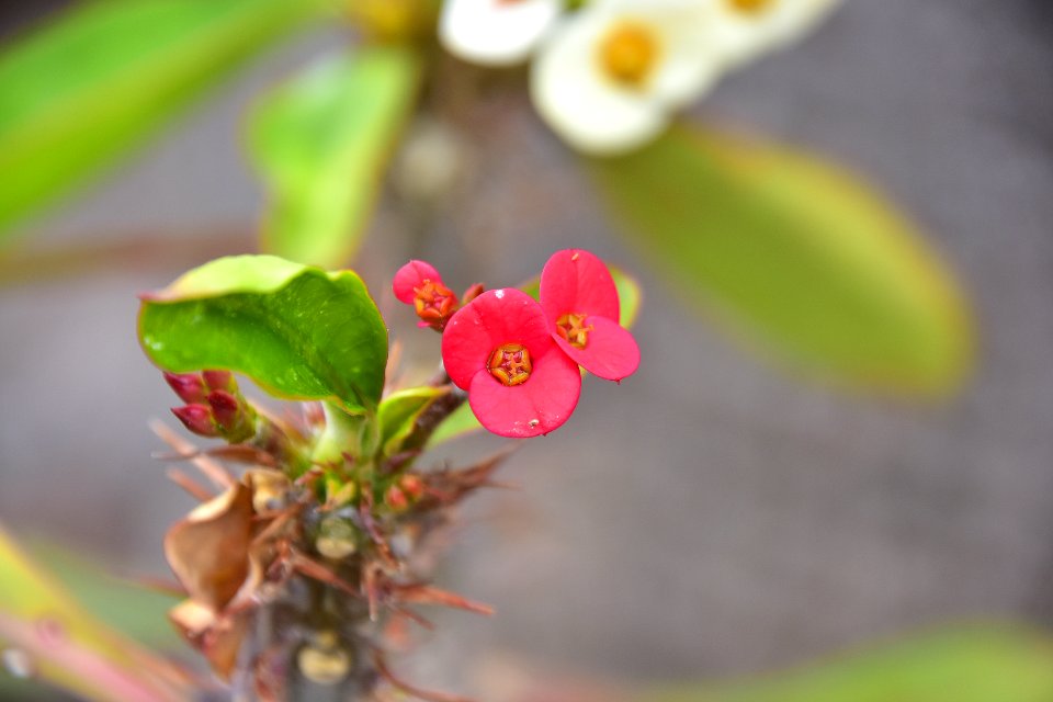 Flora, Flower, Plant, Leaf