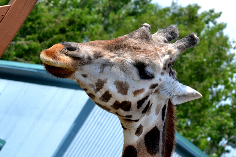 Giraffe, Terrestrial Animal, Wildlife, Giraffidae