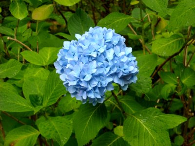 Blue, Plant, Flower, Hydrangea photo