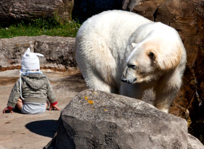Polar Bear, Bear, Fauna, Zoo
