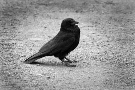 Bird, American Crow, Black And White, Beak photo