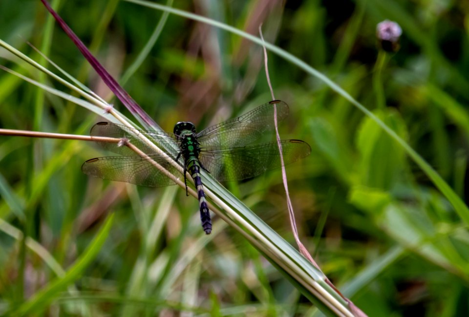 Dragonfly, Insect, Dragonflies And Damseflies, Damselfly