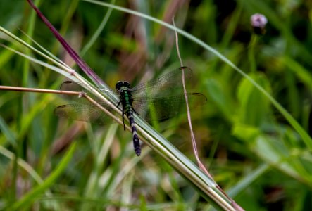Dragonfly, Insect, Dragonflies And Damseflies, Damselfly photo