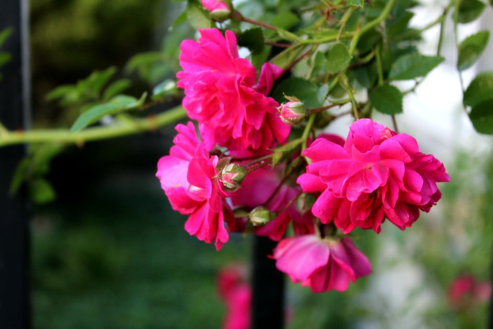 Flower, Plant, Pink, Flora