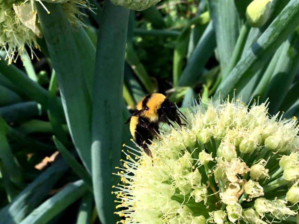 Bee, Bumblebee, Membrane Winged Insect, Insect