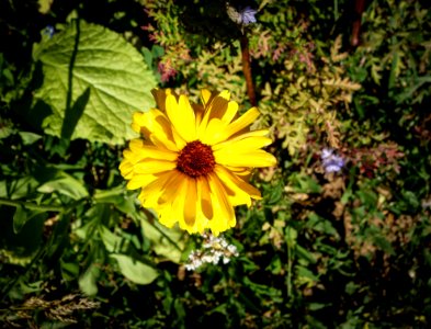 Flower, Yellow, Flora, Plant