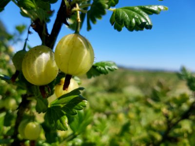 Gooseberry, Fruit, Vegetation, Berry