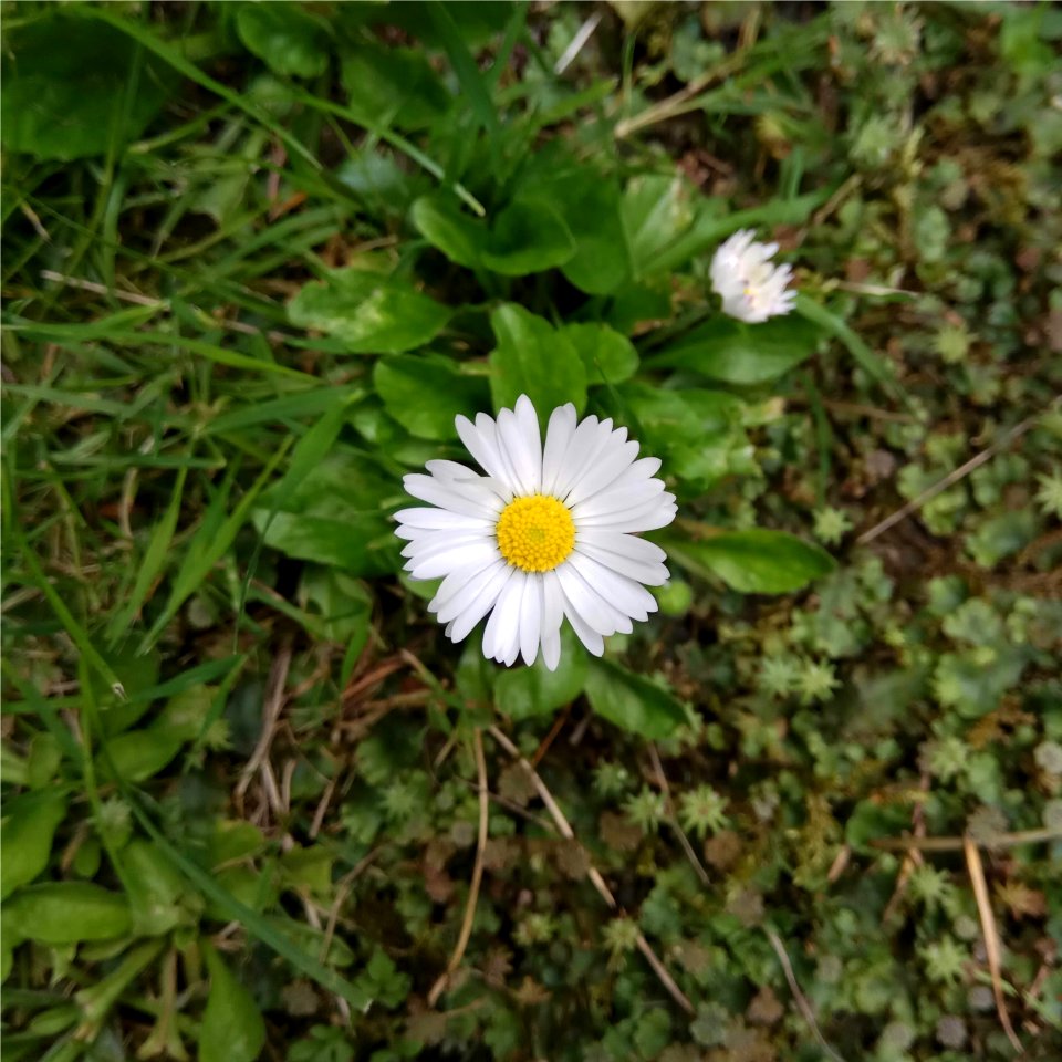 Flower, Plant, Flora, Flowering Plant