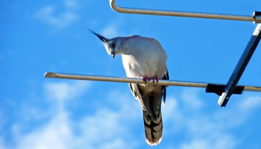 Sky, Fauna, Bird, Beak