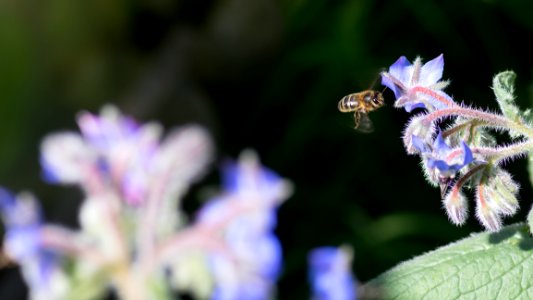 Honey Bee, Bee, Nectar, Membrane Winged Insect photo
