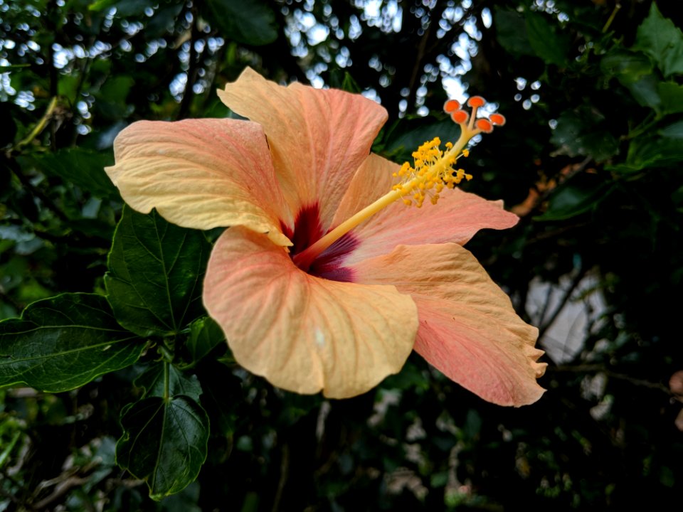Flower, Plant, Hibiscus, Flowering Plant