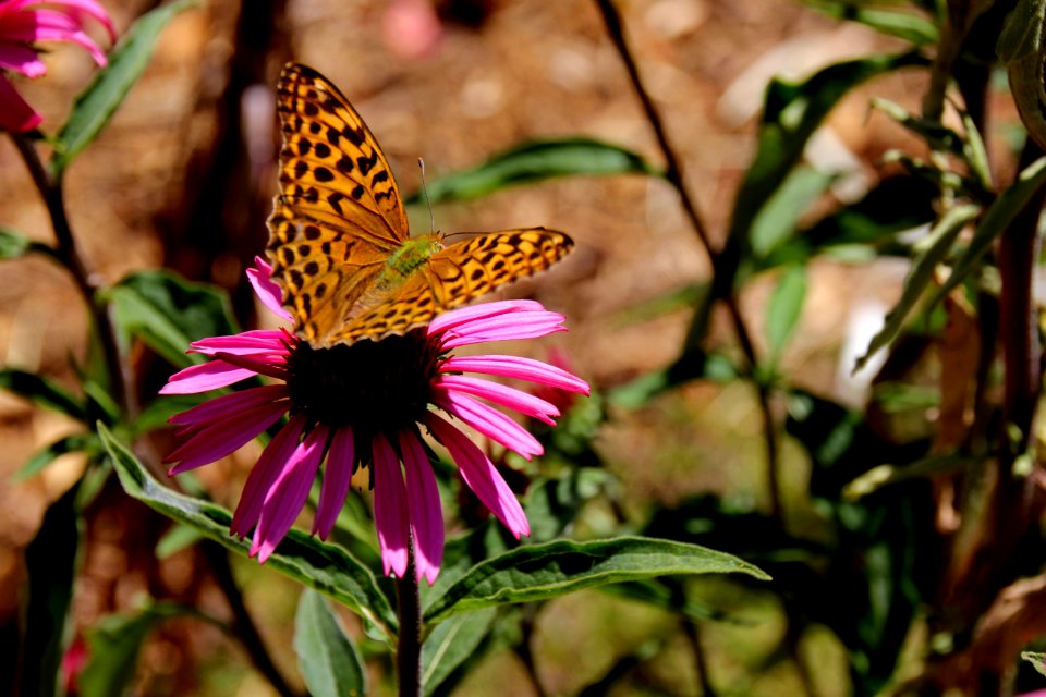 Butterfly, Flower, Moths And Butterflies, Monarch Butterfly