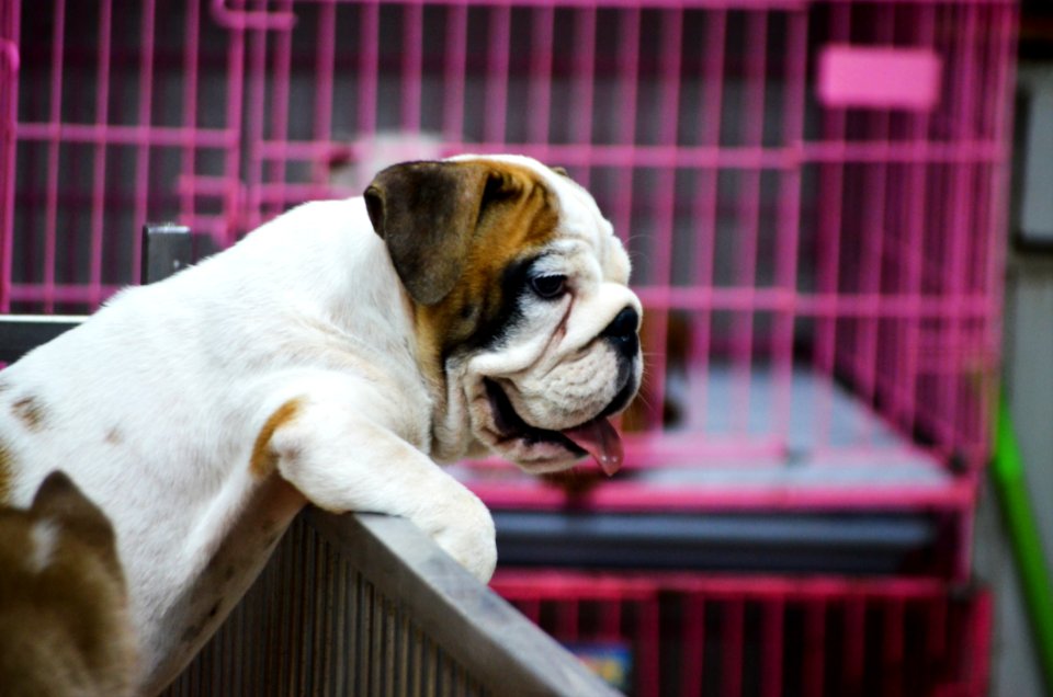 Dog, Dog Like Mammal, Dog Breed, Bulldog