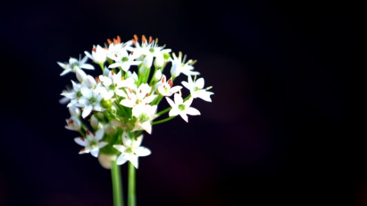 Flower, Plant, Flora, Flowering Plant