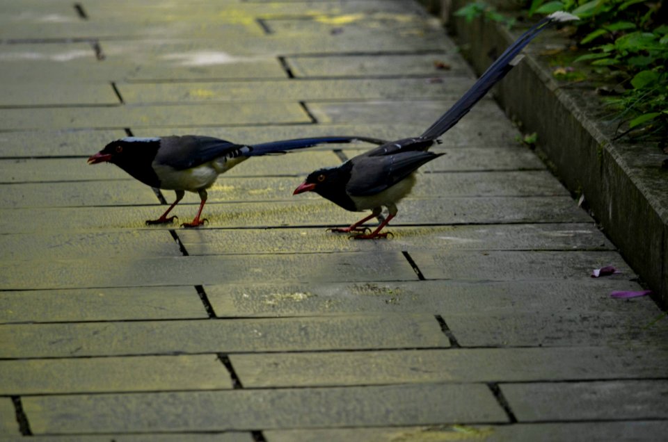 Bird, Fauna, Beak, Wildlife