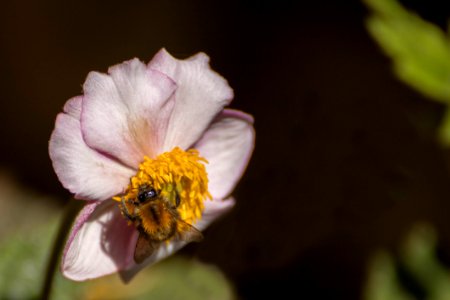 Flower, Nectar, Flora, Bee photo