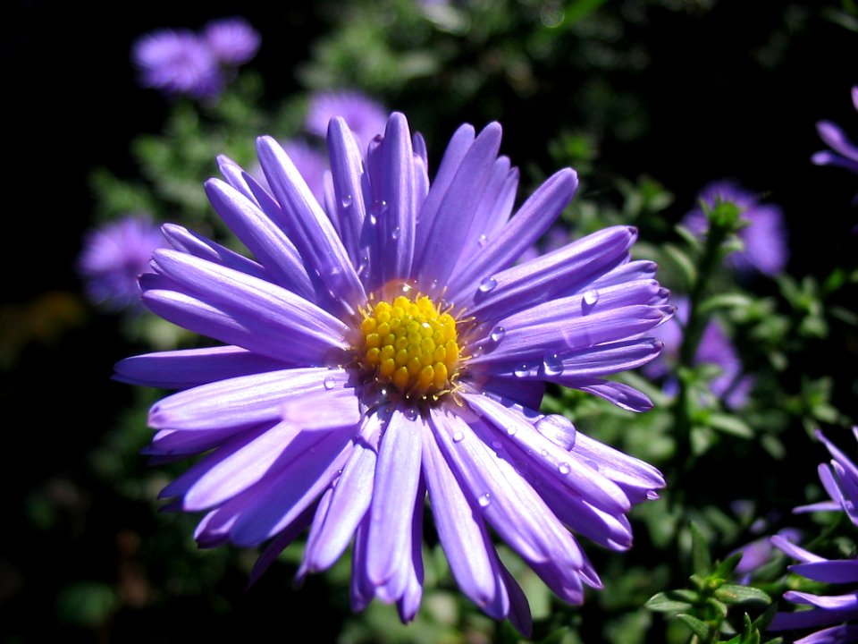 Flower, Aster, Flora, Purple