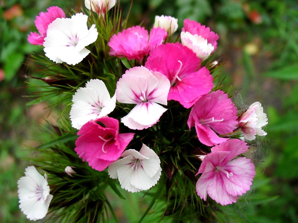 Flower, Plant, Flora, Flowering Plant