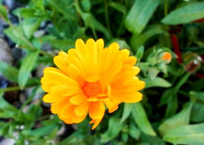 Flower, Yellow, Flora, Plant photo