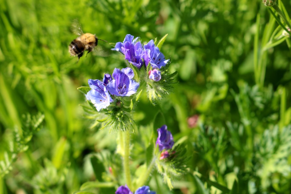 Honey Bee, Bee, Nectar, Hyssopus