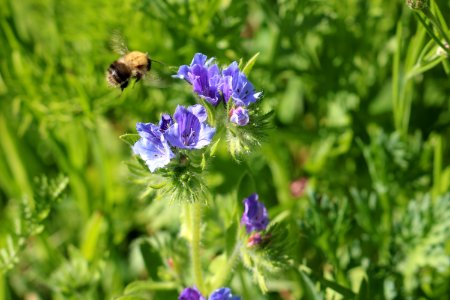 Honey Bee, Bee, Nectar, Hyssopus photo