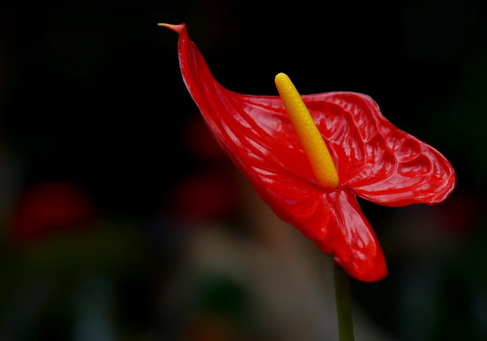 Flower, Flora, Plant, Close Up