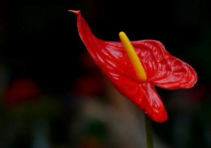 Flower, Flora, Plant, Close Up