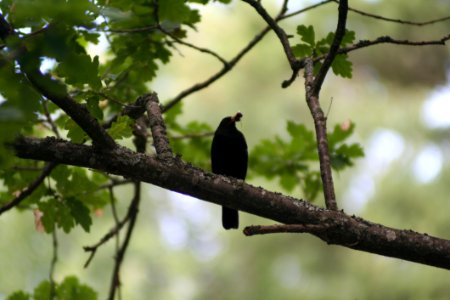 Bird, Branch, Fauna, Beak