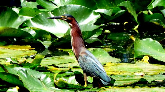 Bird, Fauna, Ecosystem, Water photo