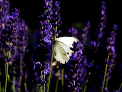 English Lavender, Lavender, Purple, French Lavender photo