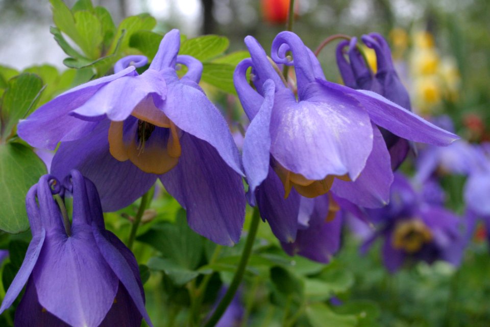 Flower, Plant, Flora, Purple