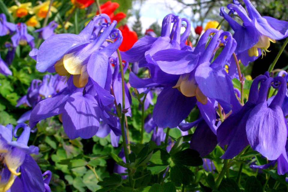Flower, Plant, Flowering Plant, Flora